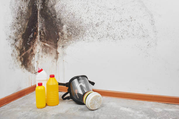 Best Emergency Mold Removal  in Herndon, VA