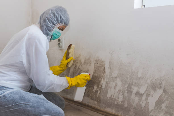 Best Attic Mold Removal  in Herndon, VA