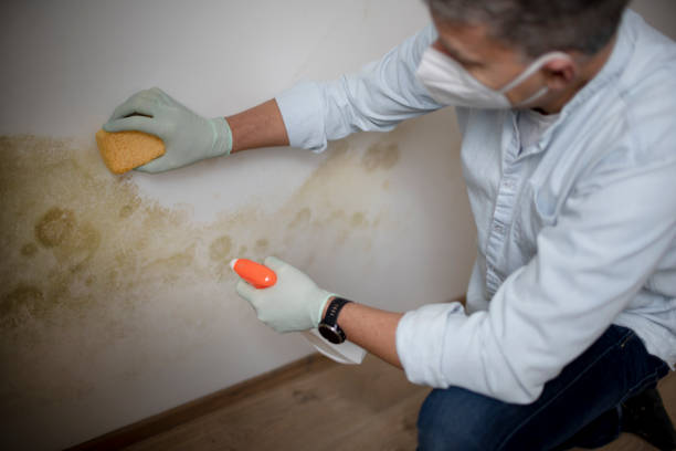 Best Mold Damage Repair  in Herndon, VA