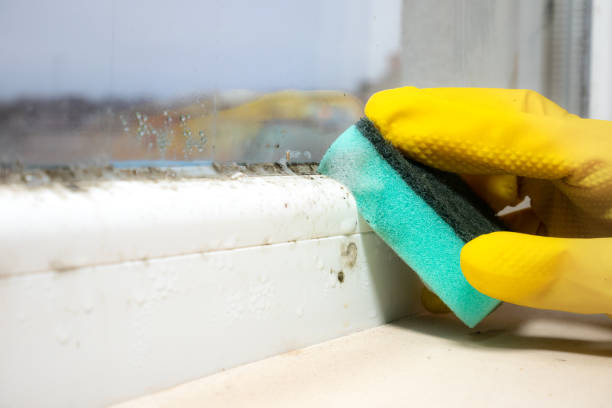 Best Residential Mold Removal  in Herndon, VA