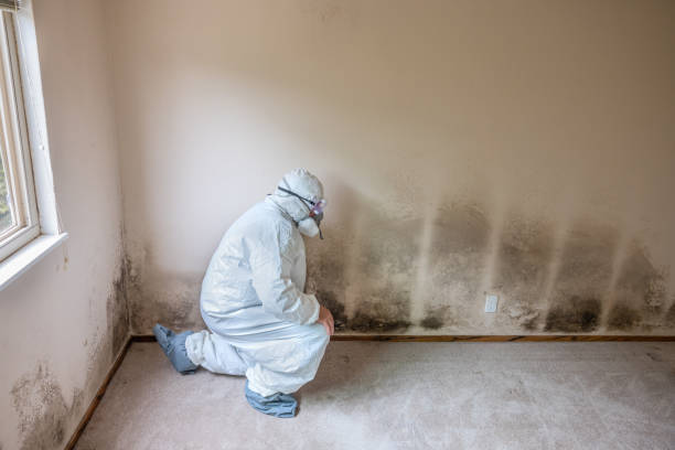 Best Mold Remediation Services  in Herndon, VA