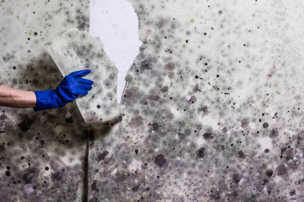 Best Fast Mold Removal  in Herndon, VA
