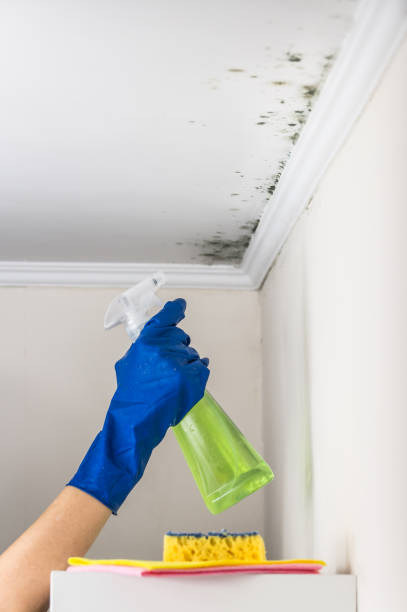 Best Home Mold Removal  in Herndon, VA